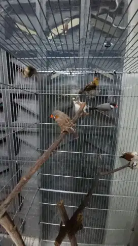 Finch glatik manyar emprit zebra jepang aviary koloni