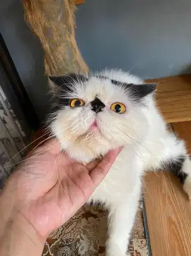 Peaknose jantan