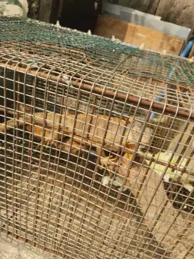 Iguana super red