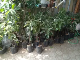 Cangkokan buah alpokat mentega