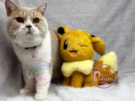 Kucing BSH British Shorthair Jantan CFA