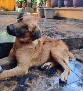 Belgian Malinois Open Semi Adopt