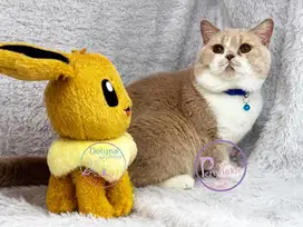 Kucing BSH Jantan Bico Cream WCF