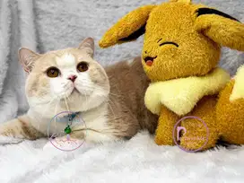 Kucing BSH British Shorthair WCF Jantan