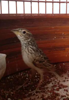Burung Branjangan gacor
