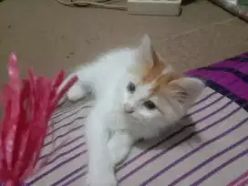 Kitten jantan umur 2bln