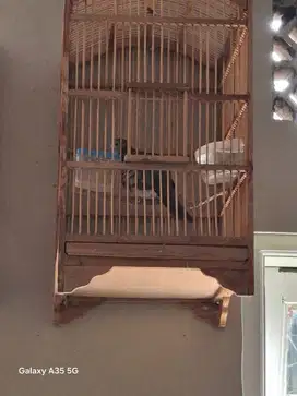 Perkutut Lokal hasil tangkapan