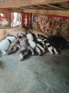 Anak anjing JUAL CEPAT, MURAH, SEHAT, LINCAH