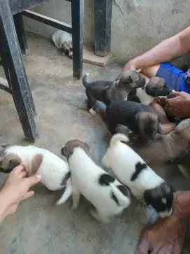 Anak anjing JUAL CEPAT, MURAH, SEHAT, LINCAH