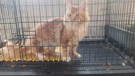 Kucing maniecoon ( Non Ped )