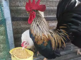 Ayam Kate Rawatan Jago, Betina, Anakan