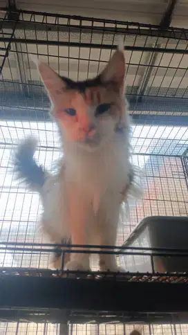 Kucing mainecoon