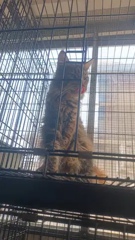 Kucing Mainecoon