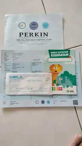 Chihuahua Belang Sapi,Jantan Stambun