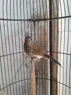 Burung masteran siri siri