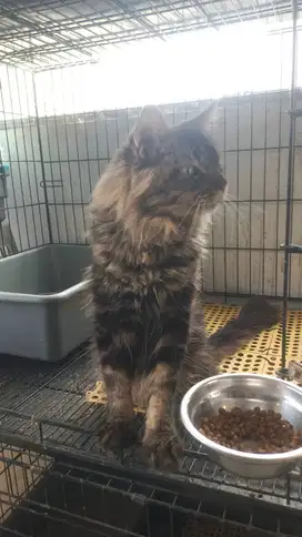 Kucing Mainecoon