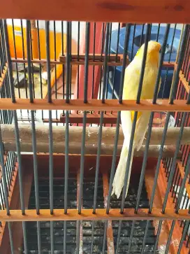 Dijual kenari AFS warna cerah