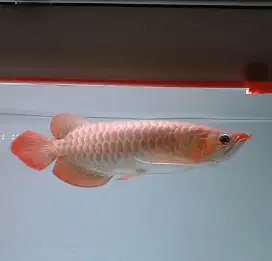 Arwana - arowana super red 35cm