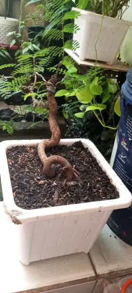 Bonsai asem Jawa