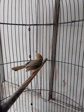 Burung prenjak pulset