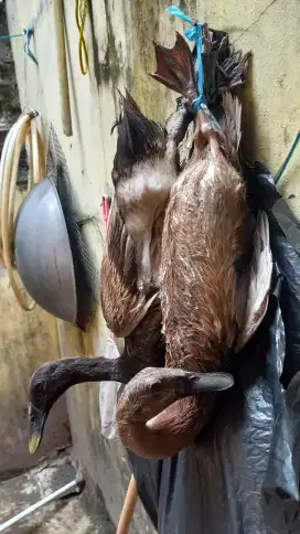 Jual bebek hidup