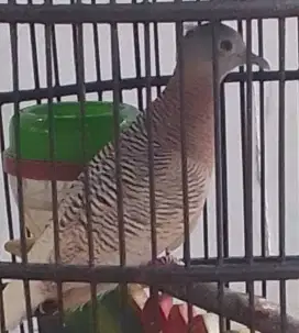 Perkutut Golden Import Gacor Dor