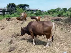 JUAL HEWAN QURBAN SAPI BIMA DAN BALI SUPER