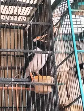 Jalak Suren Jawa Jantan - Rajin Bunyi