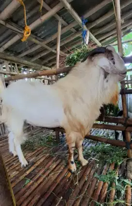 Kambing Qurban kambing randu