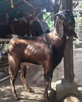 Kambing Randu Kambing Qurban