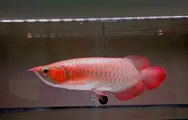 Arwana super red sumo 40cm