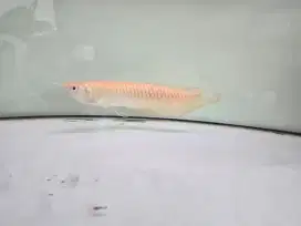 Arwana Silver Albino 27cm