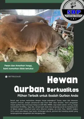 Hewan Qurban Sapi Harga Terbaik 69.000/Kg (Sapi Bali Prima)