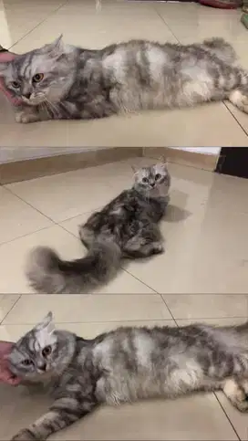 Kucing Persia jantan