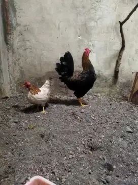 Dijual ayam Babon kate & Jago wareng
