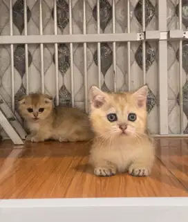 BSH MUNCHKIN BRITISH SHORTHAIR SCOTTISH FOLD GOLD GOLDEN FEMALE