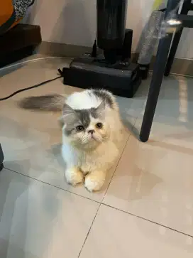 Kucing Persia Peaknose pesek