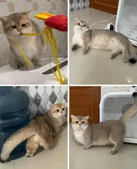 JASA PACAK BSH MUNCHKIN GOLDEN NY25 BRITISH SHORTHAIR CEBOL GOLD