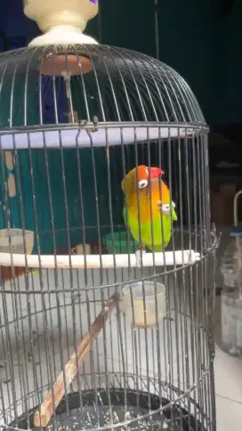 Lovebird ekek panjang