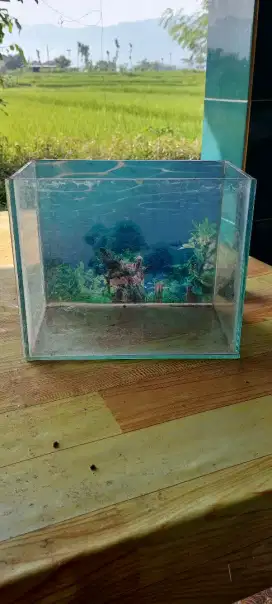 Aquarium mini atau aquarium cupang
