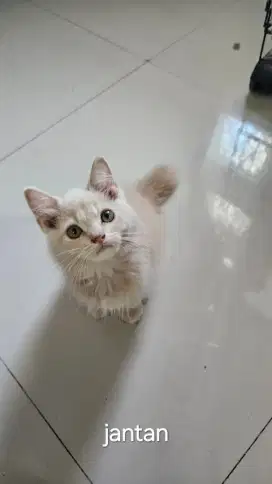 Kucing Persia X BSH