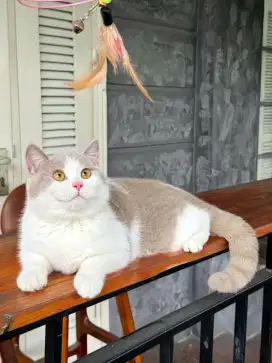 British shorthair Fawn bicolor female