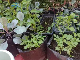Bibit tanaman buah