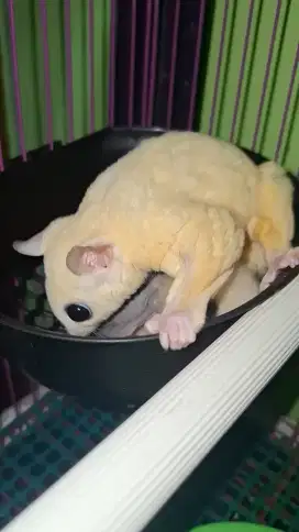 Sugar Glider Mozak X Leucistic