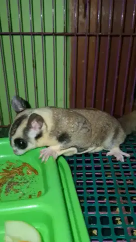 Indukan proven sugar glider Moza x Leu