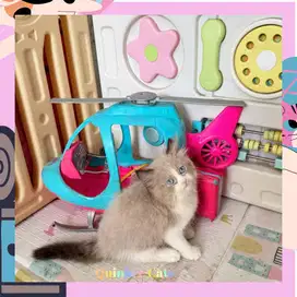 Kucing Ragdoll Seal Bicolor Jantan Mata Biru