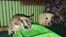 Sepasang sugar glider Moza x Leu