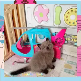 Kucing Himalaya Jantan Chocolate Cinnamon
