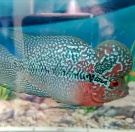 Ikan louhan lohan, srd srm cencu kamfa