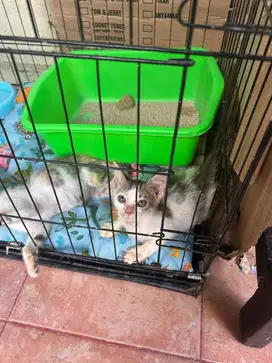 Exotic cat mixed Persian calico color